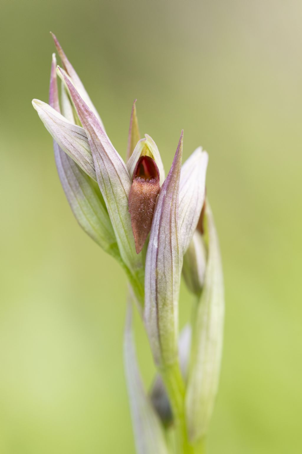 Serapias parviflora?